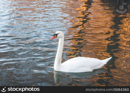 White swan swimming in a lake in the morning with reflections in the water of trees in the sunrise