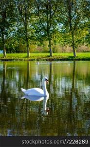 White swan swimming in Honfleur park pond, France. Swan swimming in Honfleur park pond, France