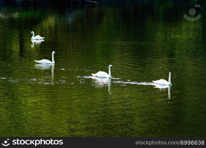 White swan swimming in pond with green reflaction of tree
