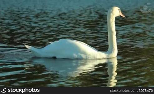 White Swan swimming leisurely on the lake