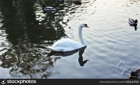 white swan swims on dark water in lake, around it are wild ducks