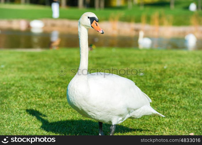 White swan walking on green grass near lake