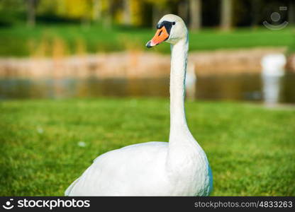 White swan walking on green grass near lake