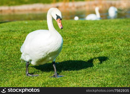 White swan walking on green grass near lake