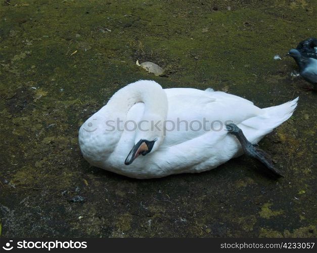 White swan with a twisted neck in the zoo