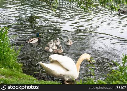 White swan with Cygnets swimming on a pond.