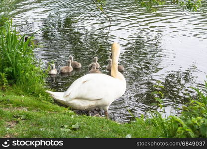 White swan with Cygnets swimming on a pond.