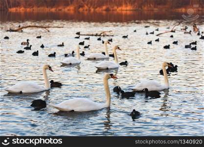 White swans and coots on lake background. Wildlife in Austria. Dam on river Mur in Gralla, Stausee. White swans and coots on lake background. Wildlife in Austria.