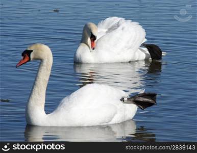White swans on a background of water