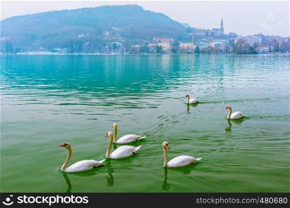 White swans on the Annecy lake and Old Town on the background, France, Venice of the Alps, France. Annecy lake and Old Town, France