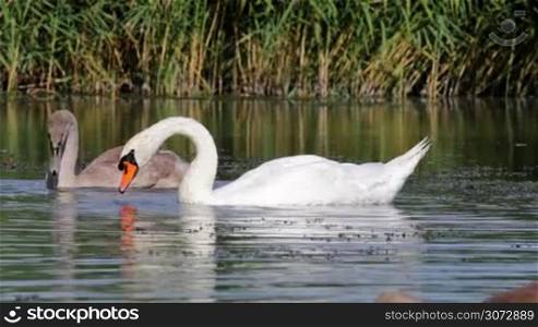 White swans on the lake