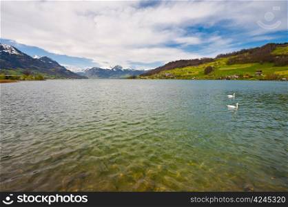 White Swans on the Lake Sarner, Switzerland