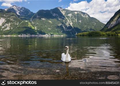 White swans on the Sunny morning lake Hallstatter See. Hallstatt village in the Austrian Alps
