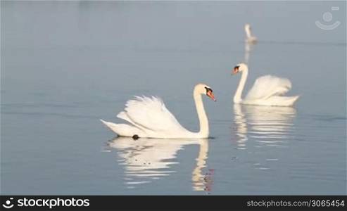 White swans on the water