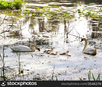 White Swans With Nestlings On The Lake