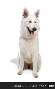 White Swiss shepherd. White Swiss shepherd in front of a white background