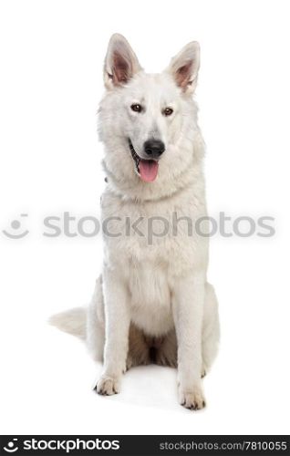 White Swiss shepherd. White Swiss shepherd in front of a white background