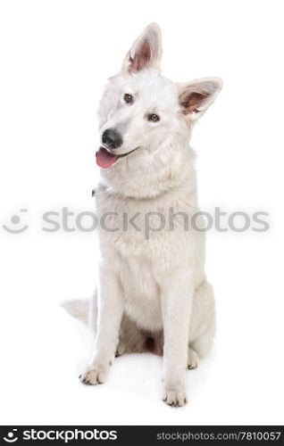 White Swiss shepherd. White Swiss shepherd in front of a white background