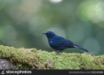 White-tailed Blue Robin (Cinclidium leucurum) in nature Thailand