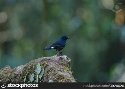 White-tailed Blue Robin (Cinclidium leucurum) in nature Thailand