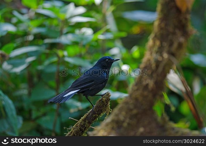 White-tailed Blue Robin (Cinclidium leucurum) in nature Thailand