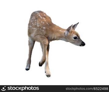 White-tailed deer fawn isolated on white background. White-tailed deer fawn