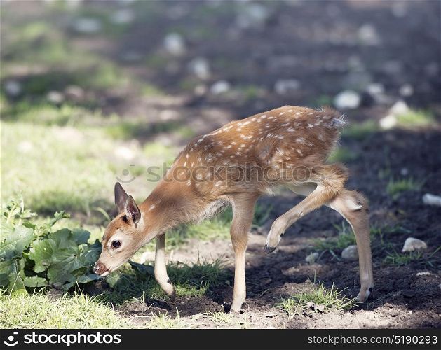 White-tailed deer fawn walking. White-tailed deer fawn