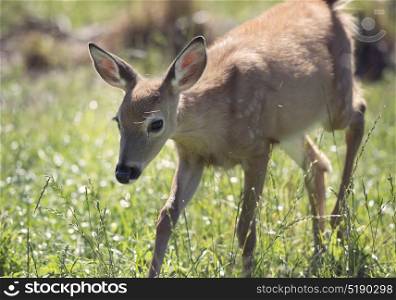 White-tailed deer fawn walking. White-tailed deer fawn