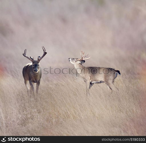 White-tailed deer in the grassland. White-tailed deer