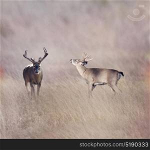 White-tailed deer in the grassland. White-tailed deer