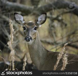 White-Tailed Deer In The Woods