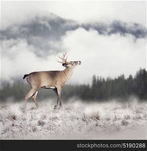 White-tailed deer in winter. White-tailed deer