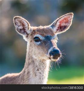 white tailed deer portrait