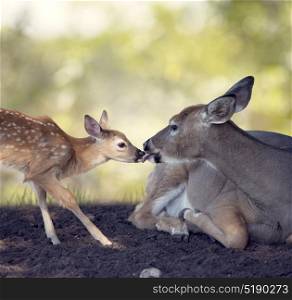 White-tailed female deer with her little baby. White-tailed doe with her fawn