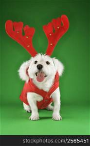 White terrier dog dressed in red coat wearing antlers.