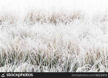 White the grasses in frost. Cold on the shore of the lake or river in the early morning.