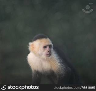white-throated capuchin monkey against a dark background