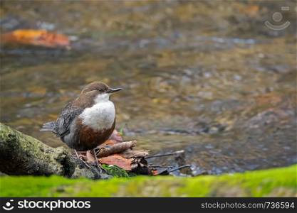 white-throated dipper sitting on tree stump on a river