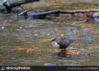 white-throated dipper standing in the waters of river Wurm