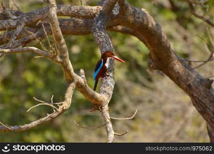 White-throated Kingfisher, Halcyon smyrnensis on a branch at Sagareshwar wildlife sanctuary, Sangli, Maharashtra, India
