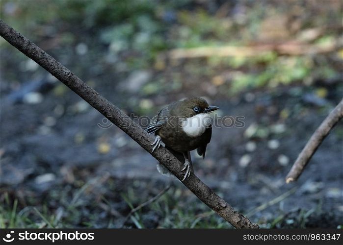 White throated laugingthrush, Garrulax albogularis, Sattal, Nainital, Uttarakhand, India