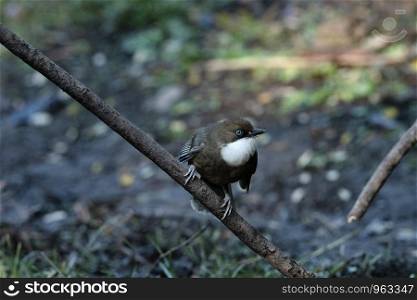 White throated laugingthrush, Garrulax albogularis, Sattal, Nainital, Uttarakhand, India