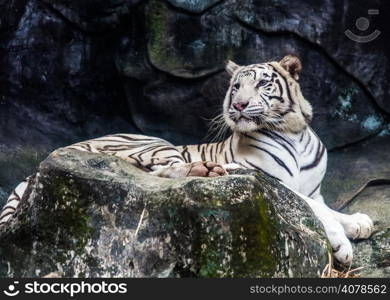 white tiger