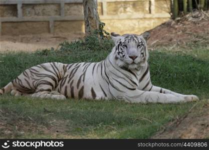White tiger captive