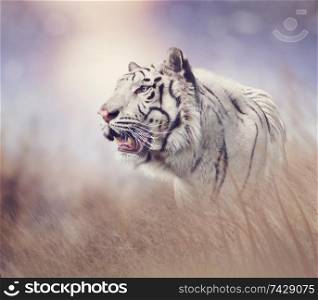 White tiger in the grassland at sunset