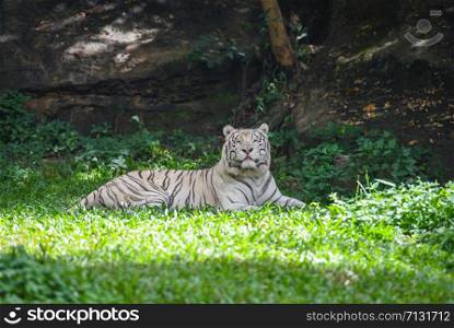 white tiger lying on a green grass field / royal tiger