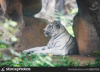 White Tiger lying on ground in farm zoo in the national park / Bengal Tiger