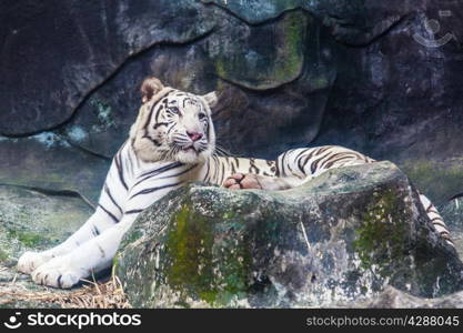 White Tiger on a Rock