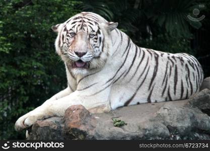 White tiger on the big stone in forest
