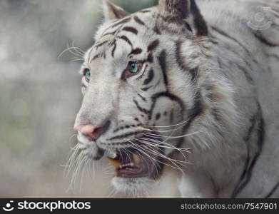 White tiger portrait close up